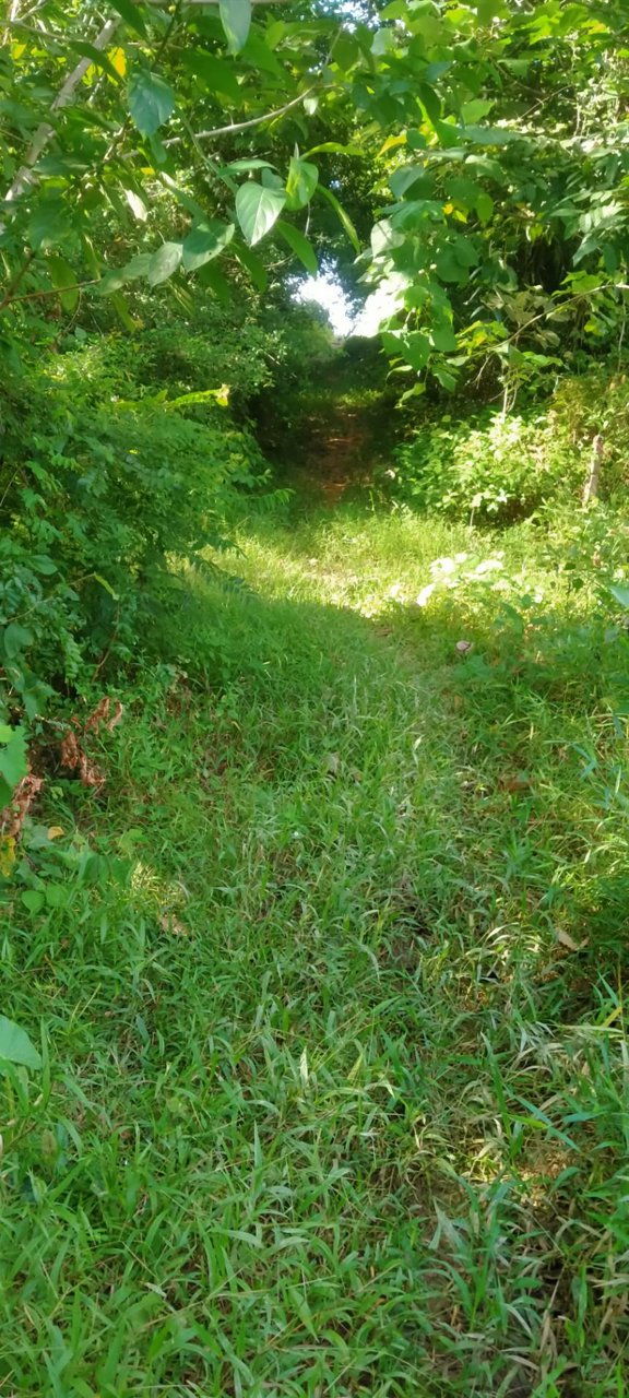 ขายที่ดิน-เป็นทีชีวิวเห็นทะเลเเละเกาะต่างหลายเกาะ-เป็น-นส3-ธรรมดา-9ไร่