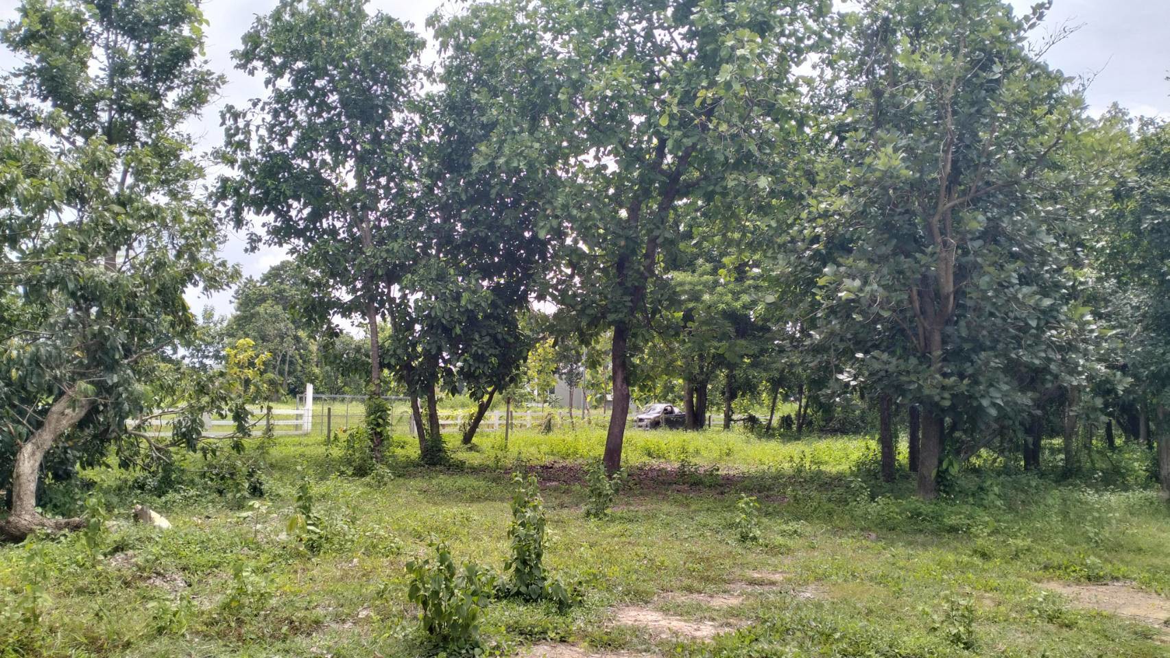 ที่ดินราคาถูกที่สุดในน้ำแพร่-เริ่มต้นเพียง-3750-บาท-ตรว-เท่านั้น