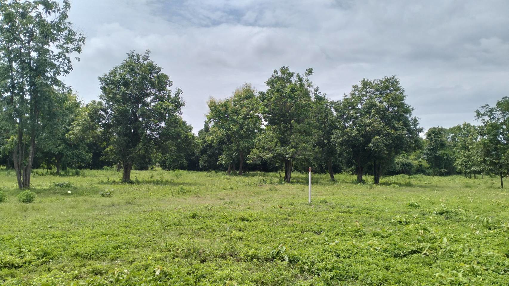 ที่ดินราคาถูกที่สุดในน้ำแพร่-เริ่มต้นเพียง-3750-บาท-ตรว-เท่านั้น