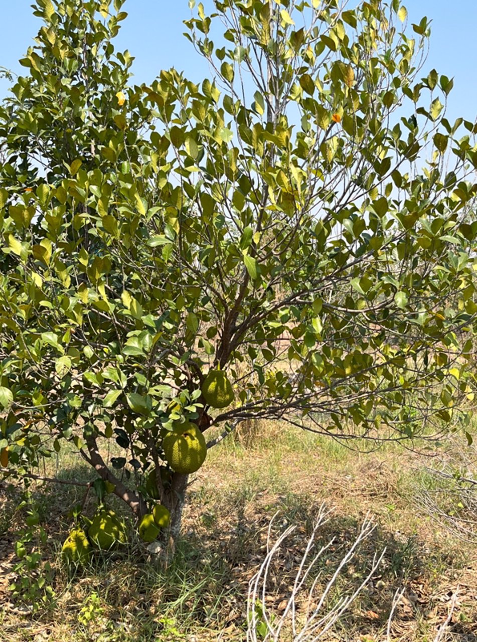 ขายที่ดิน-เนื้อที่-28-ไร่-3-งาน-93-ตารางวา-เป็นไร่นาสวนผสม