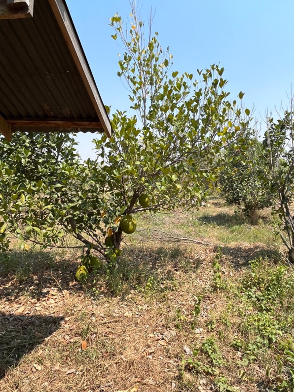 ขายที่ดิน-เนื้อที่-28-ไร่-3-งาน-93-ตารางวา-เป็นไร่นาสวนผสม