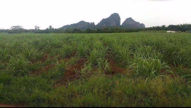 ขายที่ดิน-ทำเลสวย-ฮวงจุ้ยดี-เขาฉกรรจ์-สระแก้ว