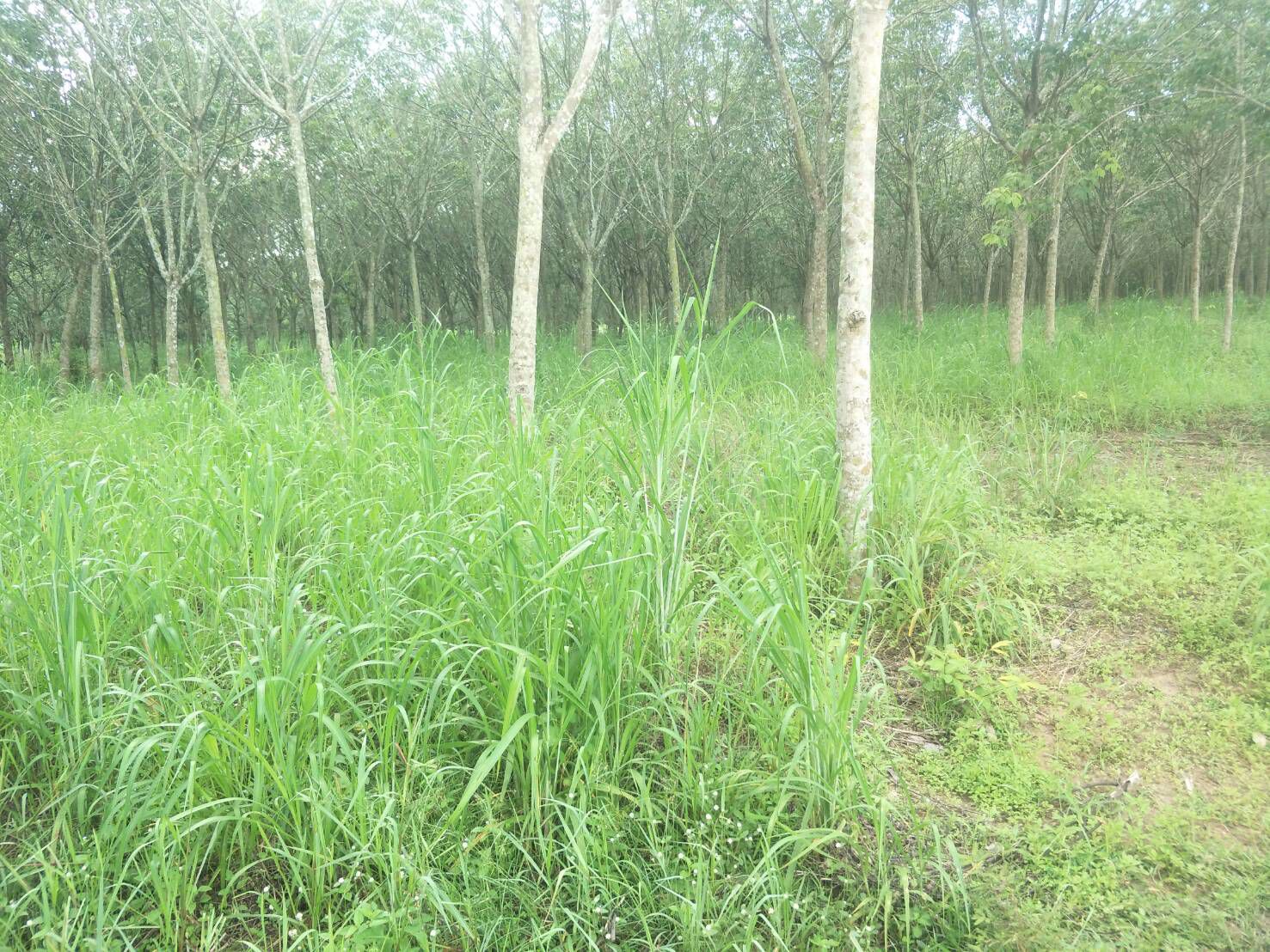 ขายที่ดินทำเลดี-อำเภอเมือง-ปราจีนบุรี