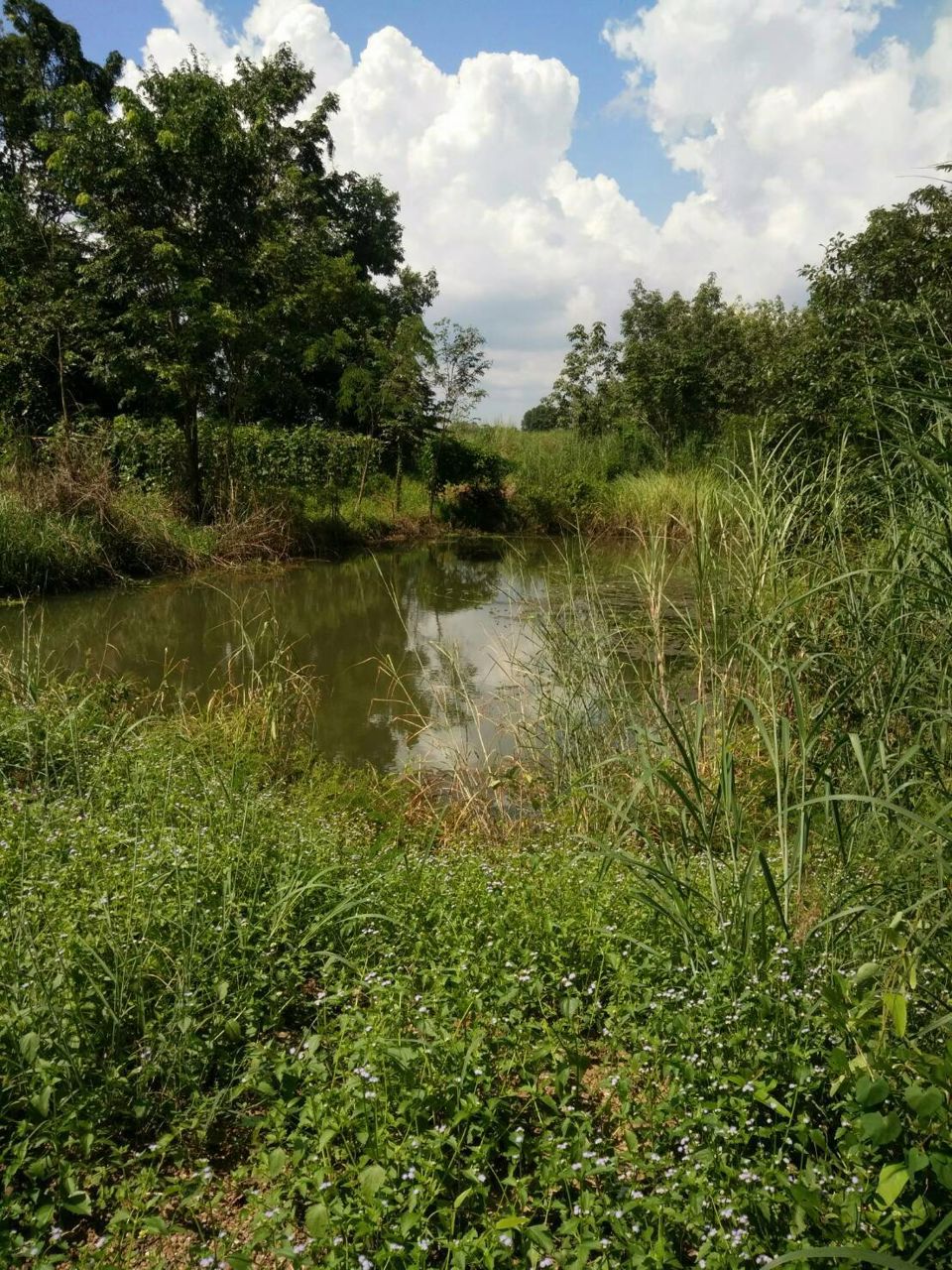 ขายที่ดินทำเลดี-อำเภอเมือง-ปราจีนบุรี