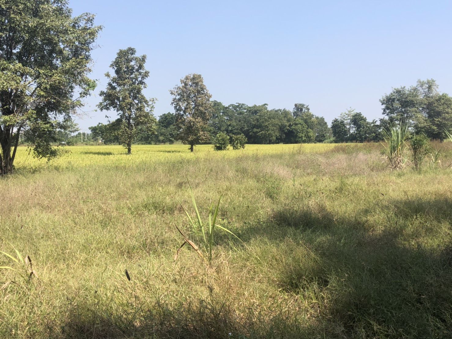 ขายที่ดินทำเลทอง-ติดถนนสายเอเซีย-หนองกระโดน-นครสวรรค์