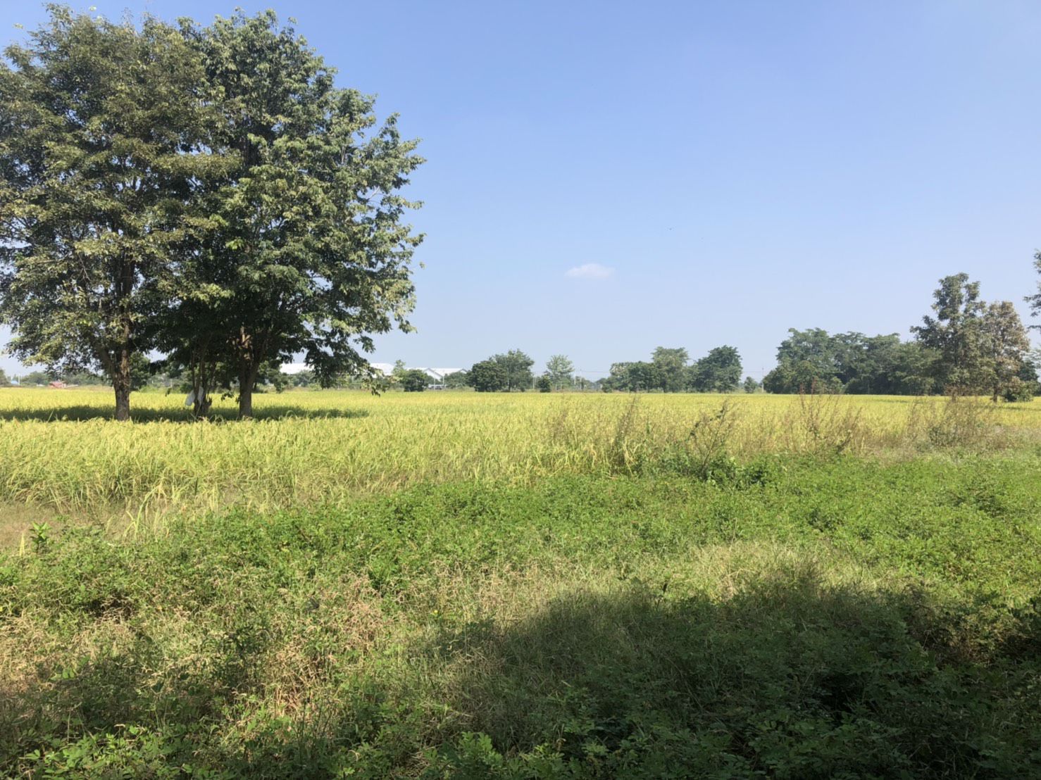 ขายที่ดินทำเลทอง-ติดถนนสายเอเซีย-หนองกระโดน-นครสวรรค์