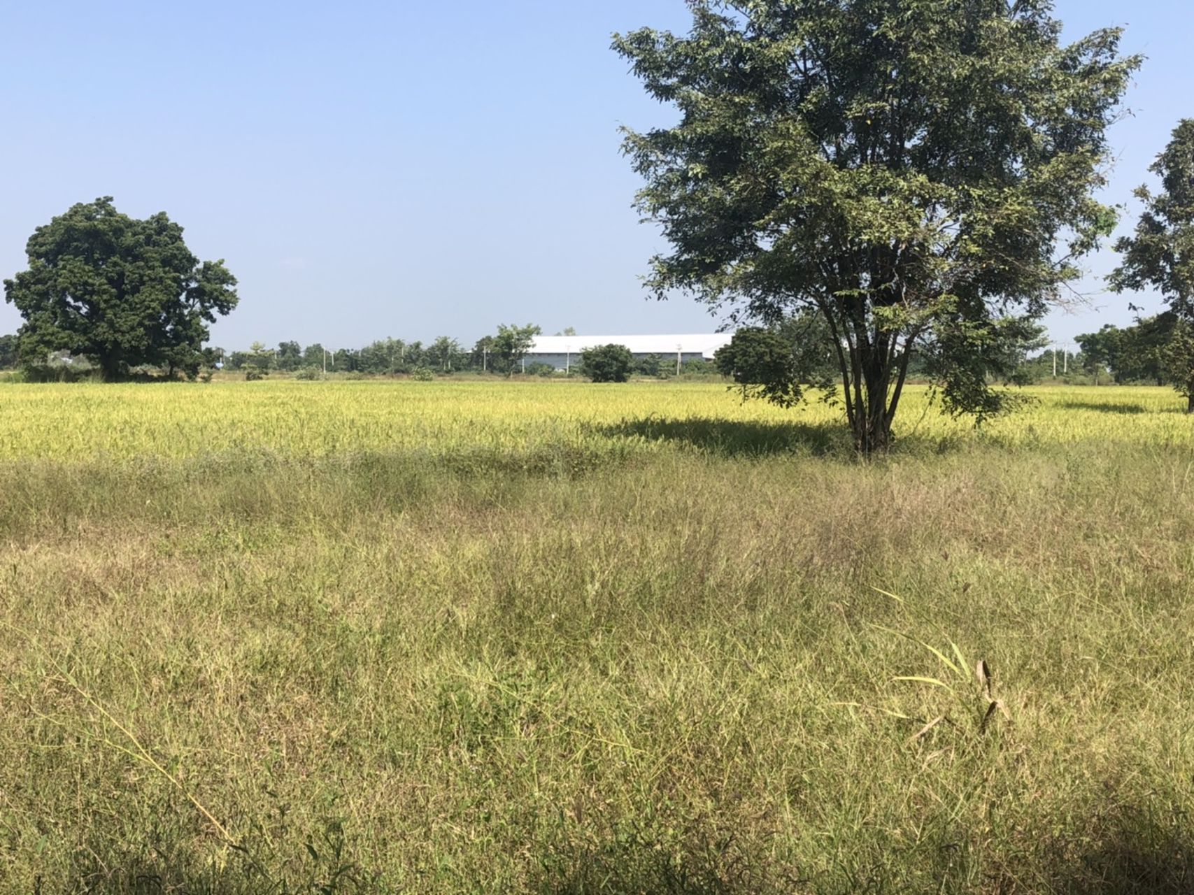 ขายที่ดินทำเลทอง-ติดถนนสายเอเซีย-หนองกระโดน-นครสวรรค์