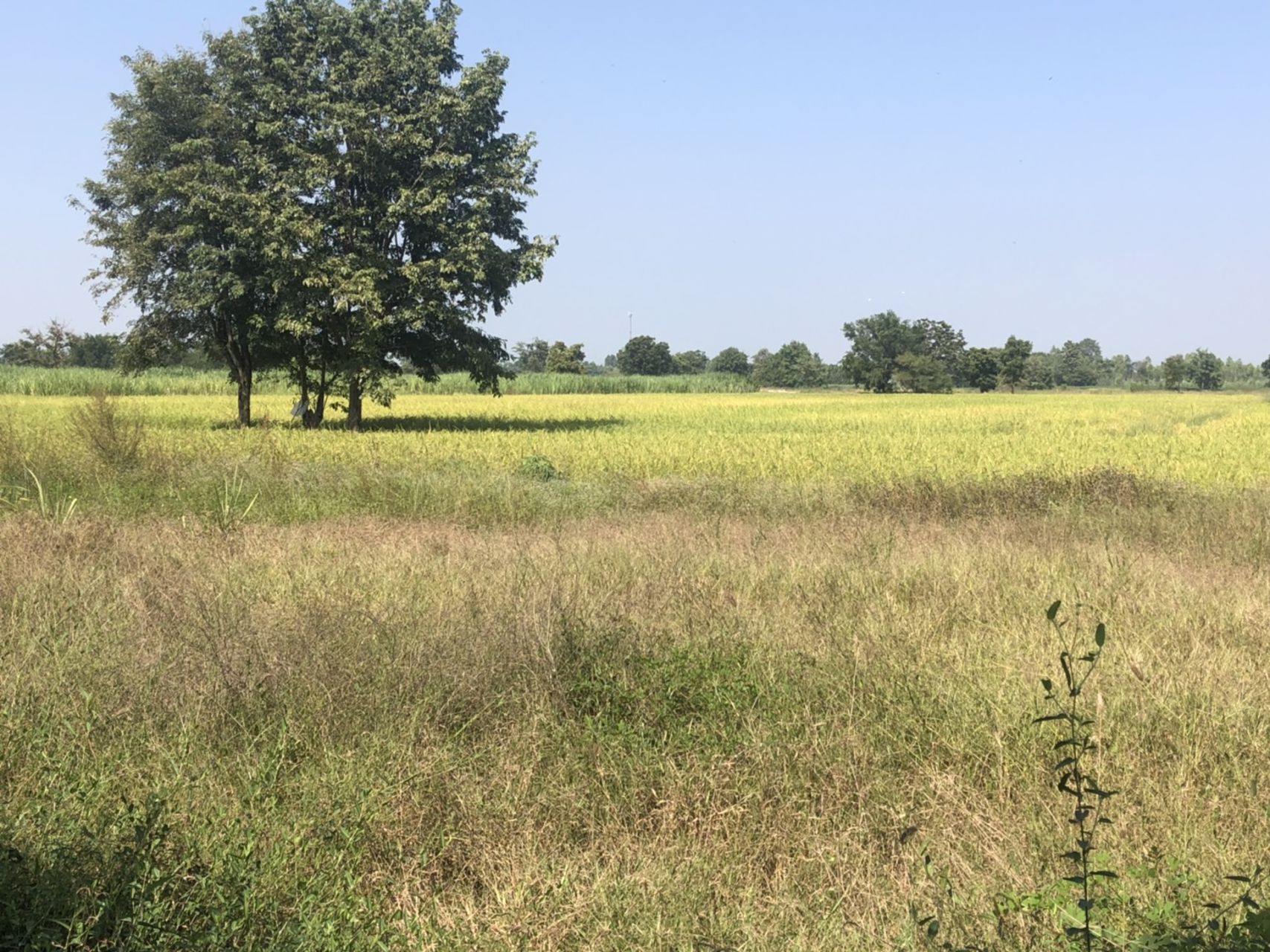 ขายที่ดินทำเลทอง-ติดถนนสายเอเซีย-หนองกระโดน-นครสวรรค์