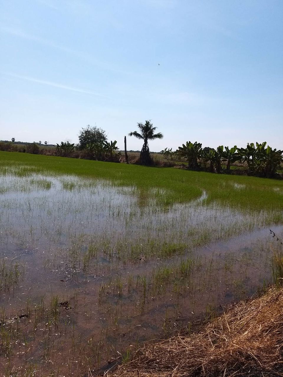 ขายที่ดินทำเลสวย-ชุมทางคลองสิบเก้า-บางน้ำเปรี้ยว-ฉะเชิงเทรา