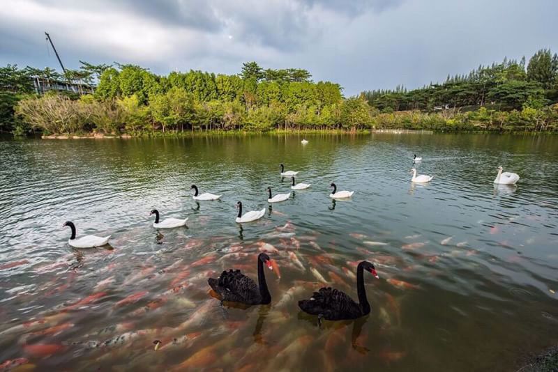 ขายคอนโด-swan-lake-khaoyai-วิวทะเลสาบ-ปากช่อง-นครราชสีมา