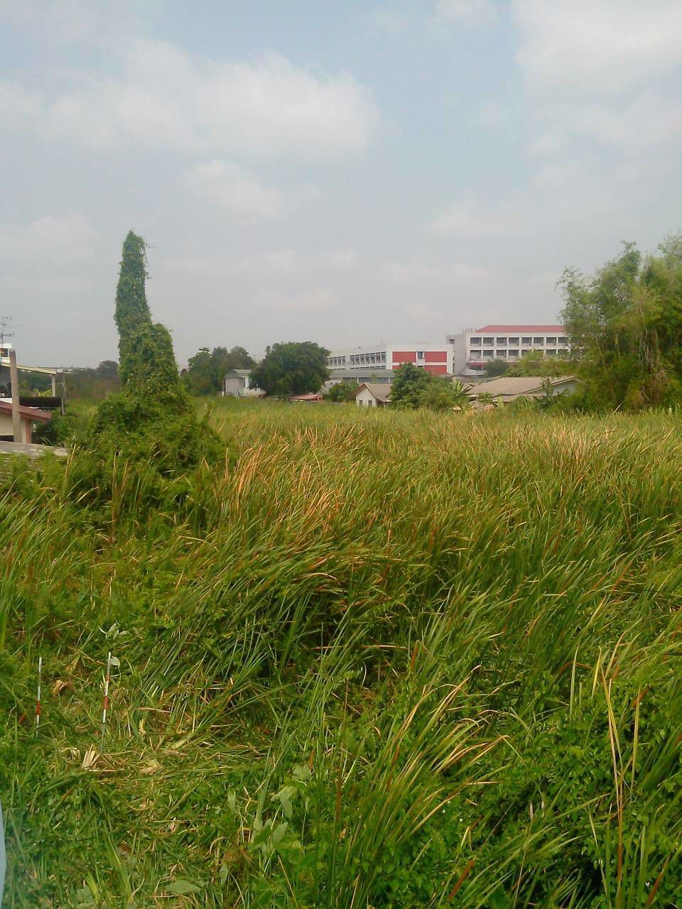 ขาย-ด่วน-ที่ดิน-5-ไร่-72-ตารางวา-ถนนสรงประภา-ใกล้สนามบินดอนเมือง-กรุงเทพมหานคร