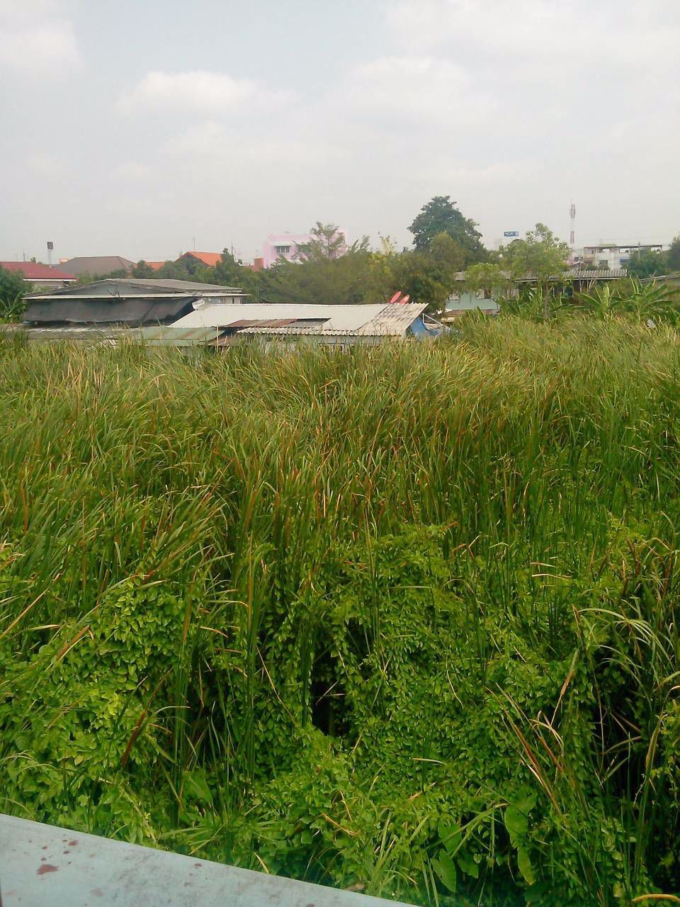 ขาย-ด่วน-ที่ดิน-5-ไร่-72-ตารางวา-ถนนสรงประภา-ใกล้สนามบินดอนเมือง-กรุงเทพมหานคร