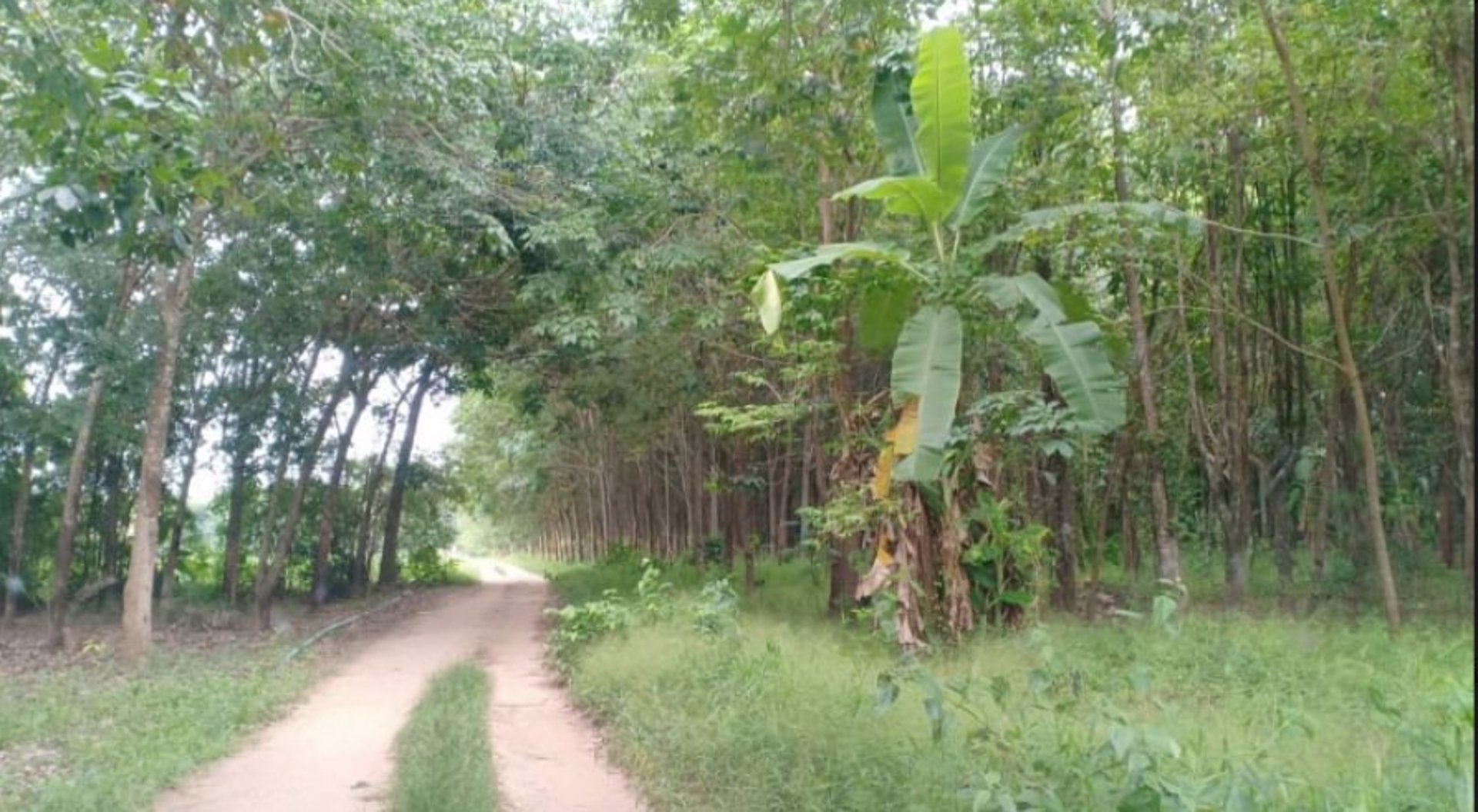 ขายที่ดิน200-ตรว-ราคา150000บาท-ผ่อนวัน100บาท-