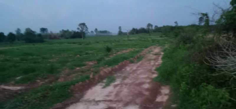 ขายที่ดินไร่ละ-69000บาท-โฉนด-ติดทางแดง