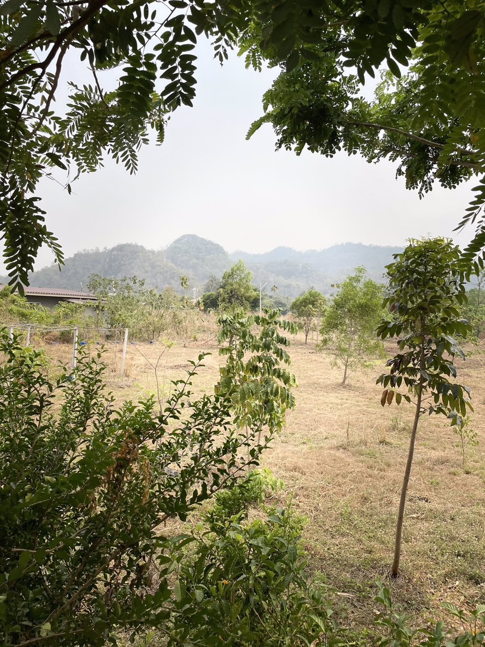 ขายสวน-พร้อมที่พัก-เฟอร์นิเจอร์-และโรงเรือน-บ้านสวนคุณไพ-จังหวัดสระบุรี-เจ้าของขายเอง
