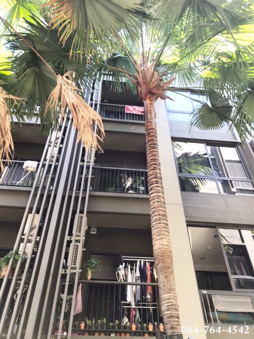 คอนโด-มือสอง-condo-the-tree-privata-คอนโด-เดอะทรี-พริวาต้า-ชั้น4-บางซื่อ-เตาปูน-บางโพ-ประชาราษฎร์-สา