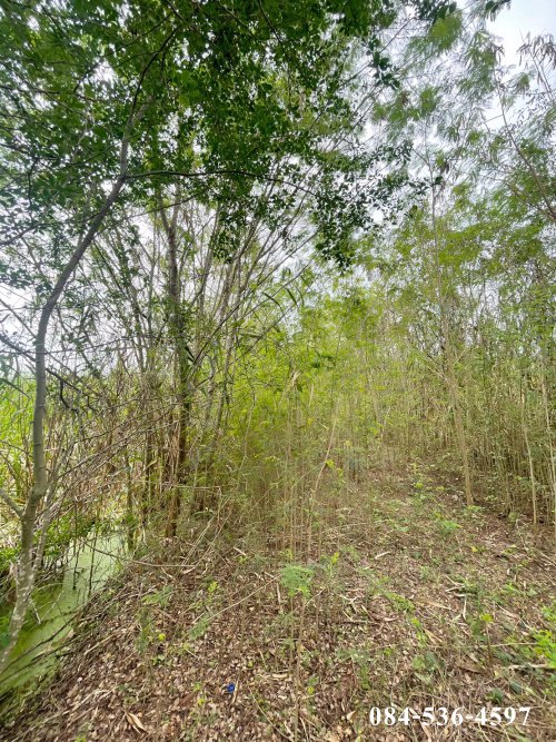 ที่ดินเปล่า-222-ตรว-หลังอนามัยนราภิรมย์-บางเลน-นครปฐม-ที่ดินจัดสรร-ยังไม่ถม