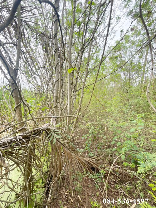 ที่ดินเปล่า-222-ตรว-หลังอนามัยนราภิรมย์-บางเลน-นครปฐม-ที่ดินจัดสรร-ยังไม่ถม