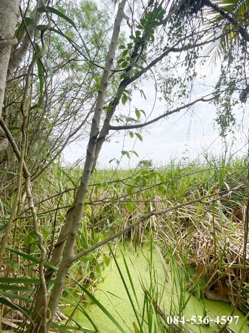 ที่ดินเปล่า-222-ตรว-หลังอนามัยนราภิรมย์-บางเลน-นครปฐม-ที่ดินจัดสรร-ยังไม่ถม