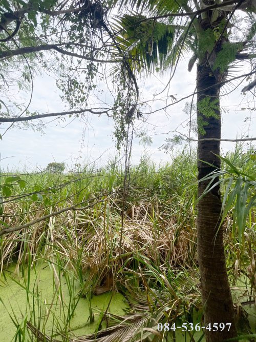 ที่ดินเปล่า-222-ตรว-หลังอนามัยนราภิรมย์-บางเลน-นครปฐม-ที่ดินจัดสรร-ยังไม่ถม