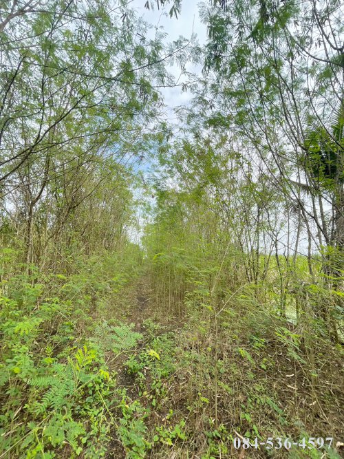 ที่ดินเปล่า-222-ตรว-หลังอนามัยนราภิรมย์-บางเลน-นครปฐม-ที่ดินจัดสรร-ยังไม่ถม