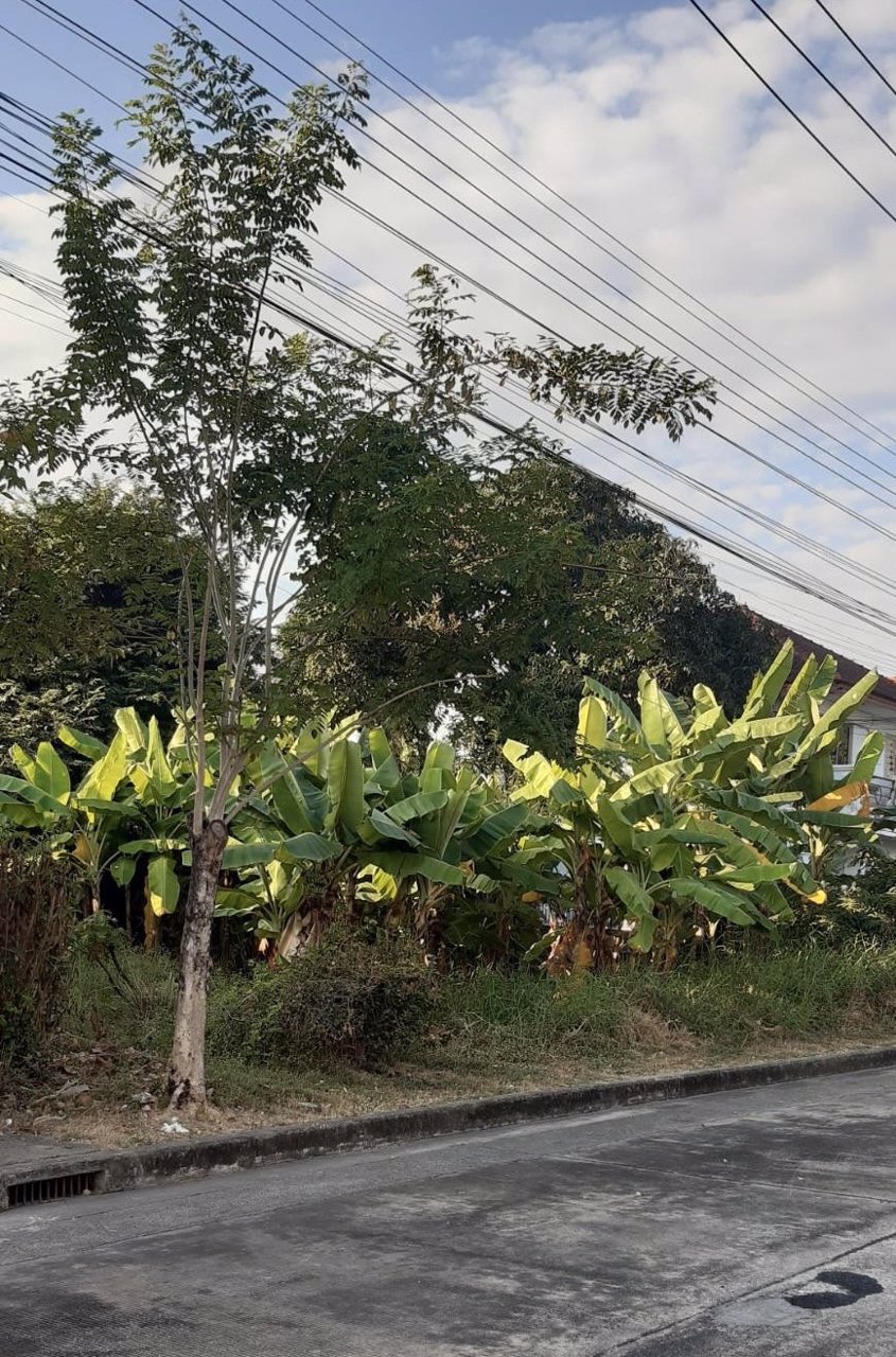 ขายที่ดินเปล่า-หมู่บ้านปัญญาเลคโฮม-98-ตารางวา-เพียง-200-เมตรจากถนิมิตใหม่