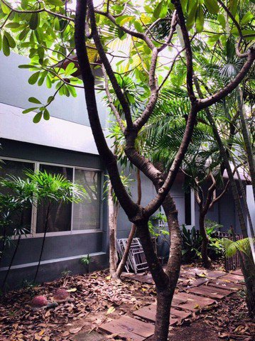 hr-3298-ให้เช่าและขายบ้าน-3-หลังในเนื้อที่-203-ตารางวา-ถนนสุขุมวิท-93-ซอยพึ่งมี-ย่านบางจาก