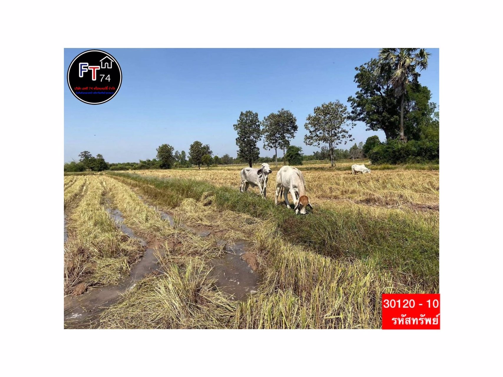 30120-10-ขาย-ที่ดินทำเลดี-ตบัวลาย-อหนองหว้า-จนครราชสีมา