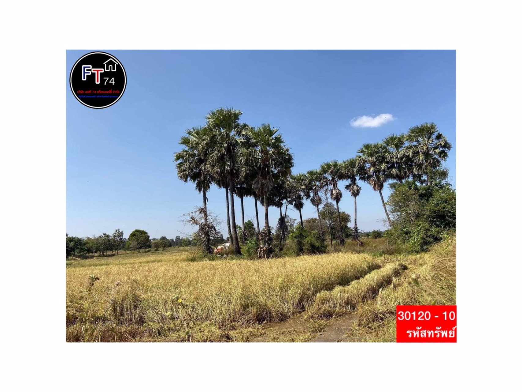 30120-10-ขาย-ที่ดินทำเลดี-ตบัวลาย-อหนองหว้า-จนครราชสีมา
