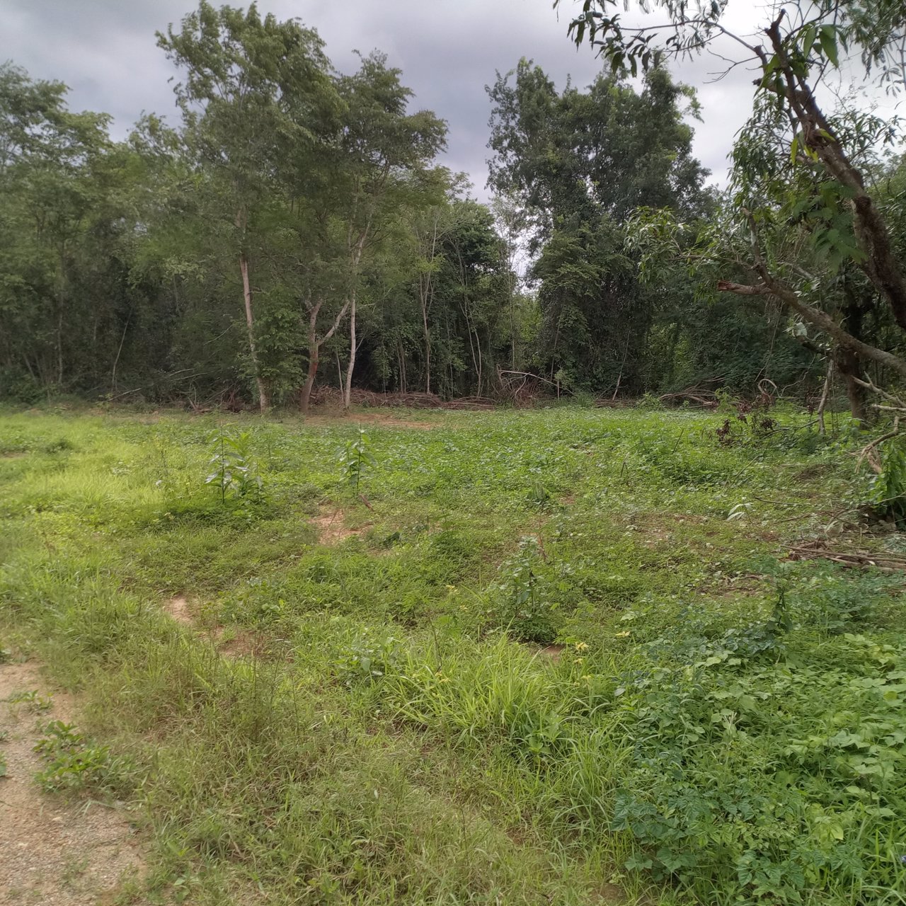 ที่ดินติดริมน้ำแปลงใหญ่