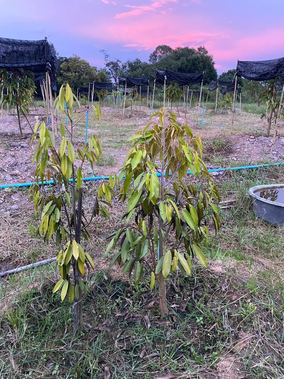 ขายด่วน…บ้านพร้อมที่ดิน-1ไร่-200-ตารางวา