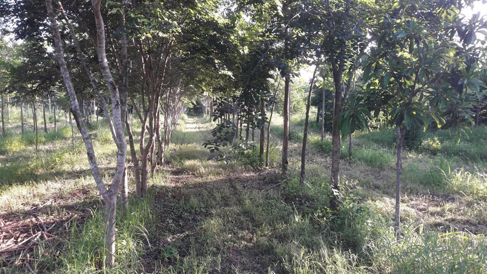 แบ่งขายที่ดิน-20-ไร่-พร้อมไม้ป่าหลายชนิด
