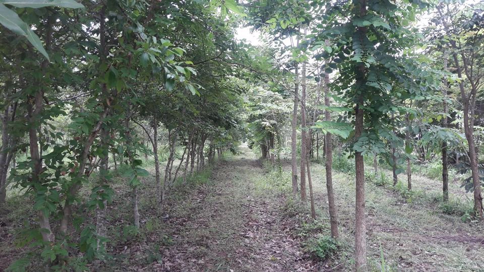 แบ่งขายที่ดิน-20-ไร่-พร้อมไม้ป่าหลายชนิด