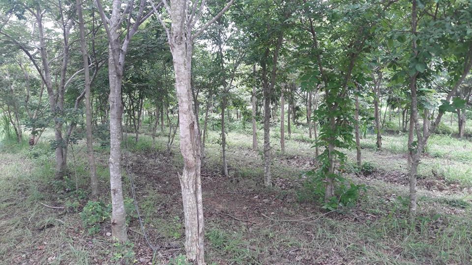 แบ่งขายที่ดิน-20-ไร่-พร้อมไม้ป่าหลายชนิด