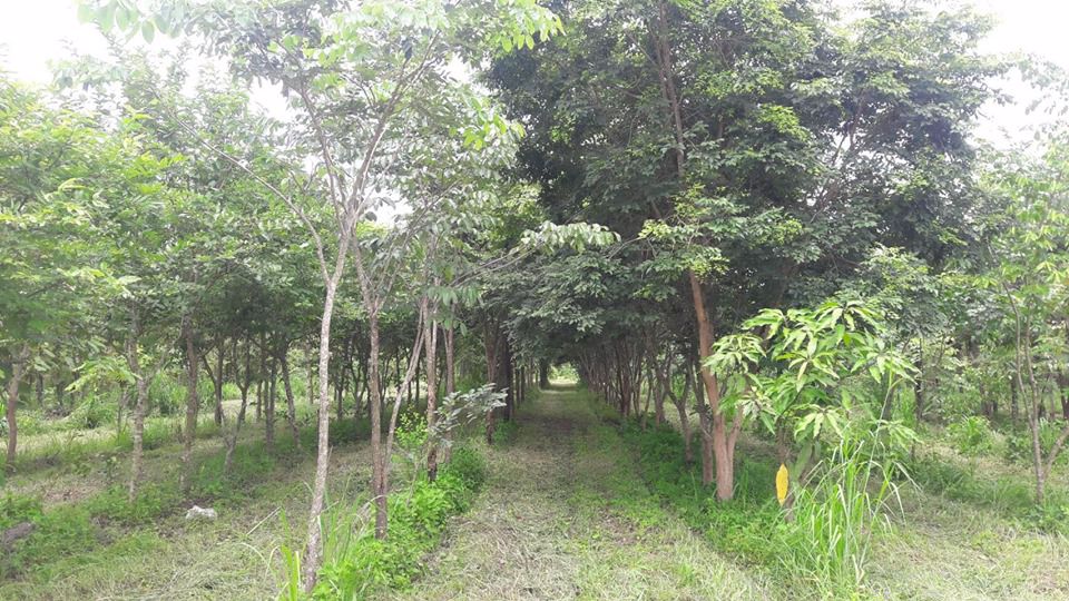 แบ่งขายที่ดิน-20-ไร่-พร้อมไม้ป่าหลายชนิด