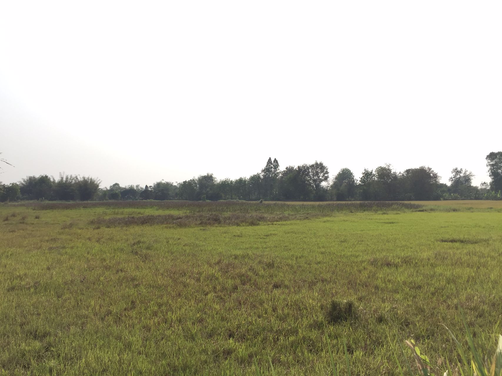 ที่ดินเปล่า-245-ไร่-ตท่าบุญมี-เกาะจันทร์-ชลบุรี