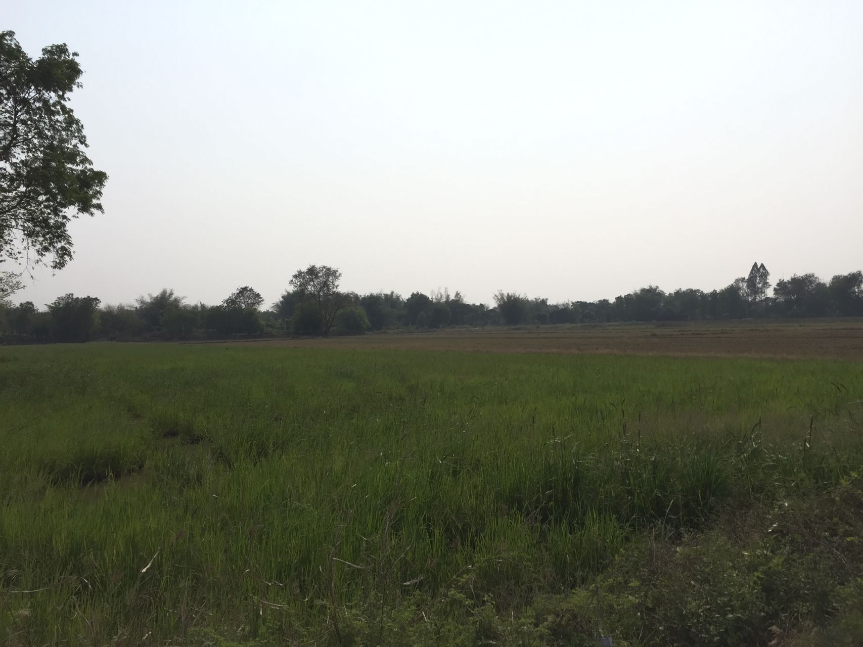 ที่ดินเปล่า-245-ไร่-ตท่าบุญมี-เกาะจันทร์-ชลบุรี