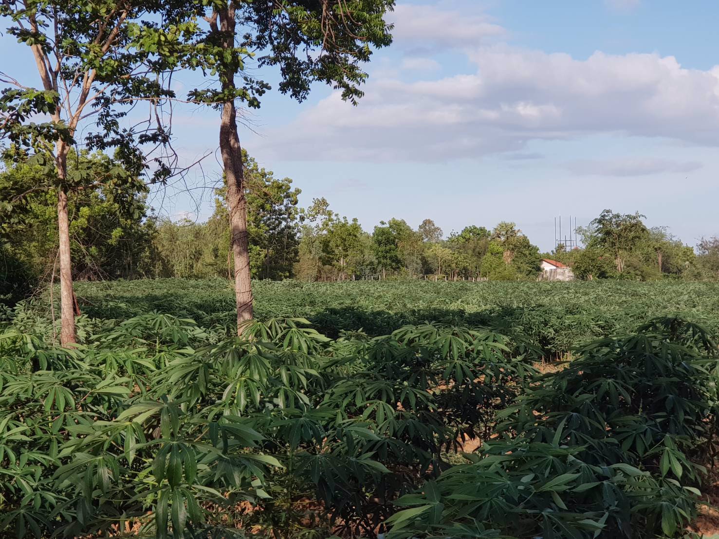 ขายด่วนบ้านพร้อมที่ดิน-64-ไร่-ตรางบัว-อจอมบึง-จราชบุรี