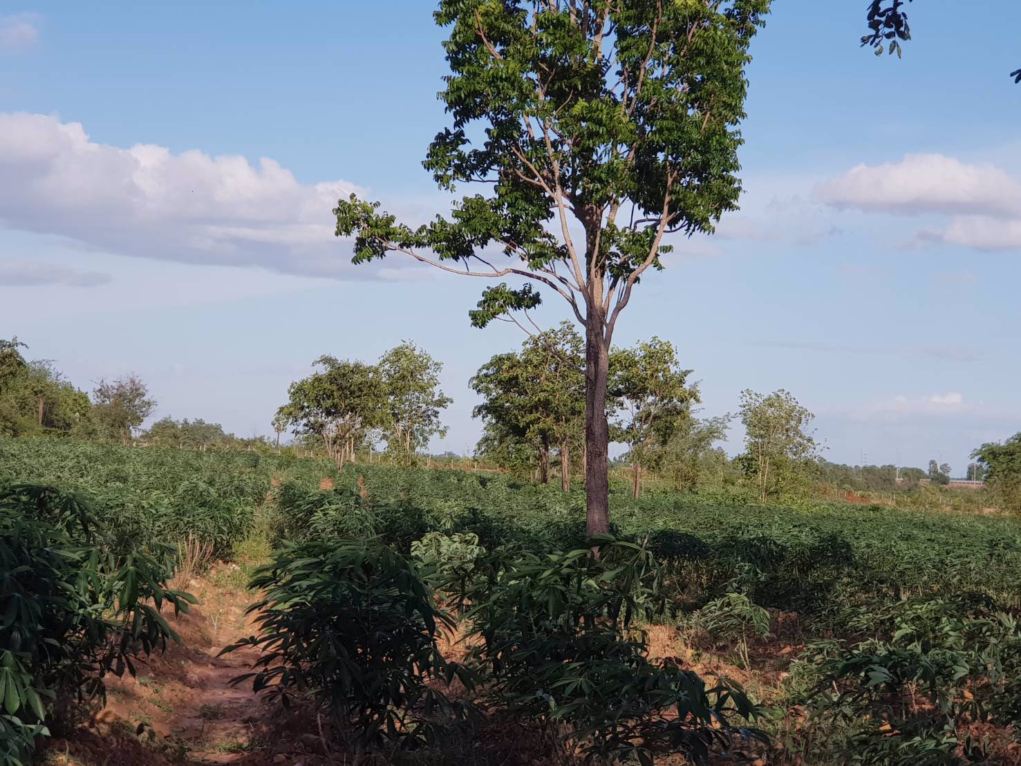 ขายด่วนบ้านพร้อมที่ดิน-64-ไร่-ตรางบัว-อจอมบึง-จราชบุรี