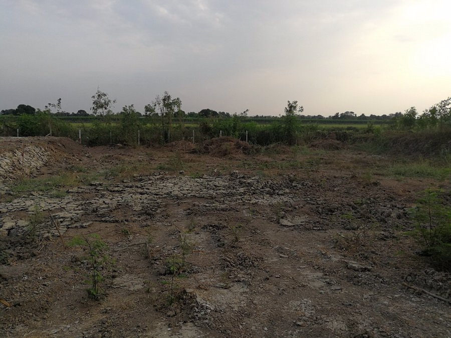 ที่ดินเปล่า-61-ตรว-ถบึงบอน51-ที่ดินเปล่าถมสวย