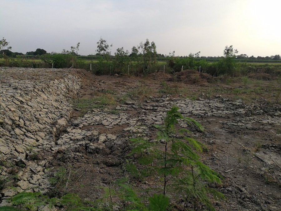 ที่ดินเปล่า-61-ตรว-ถบึงบอน51-ที่ดินเปล่าถมสวย