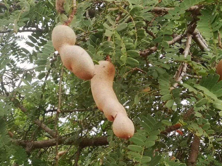 ขายที่ดินเปล่า-2-ไร่-ตบ้านกล้วย-อชนแดน-จเพชรบูรณ์