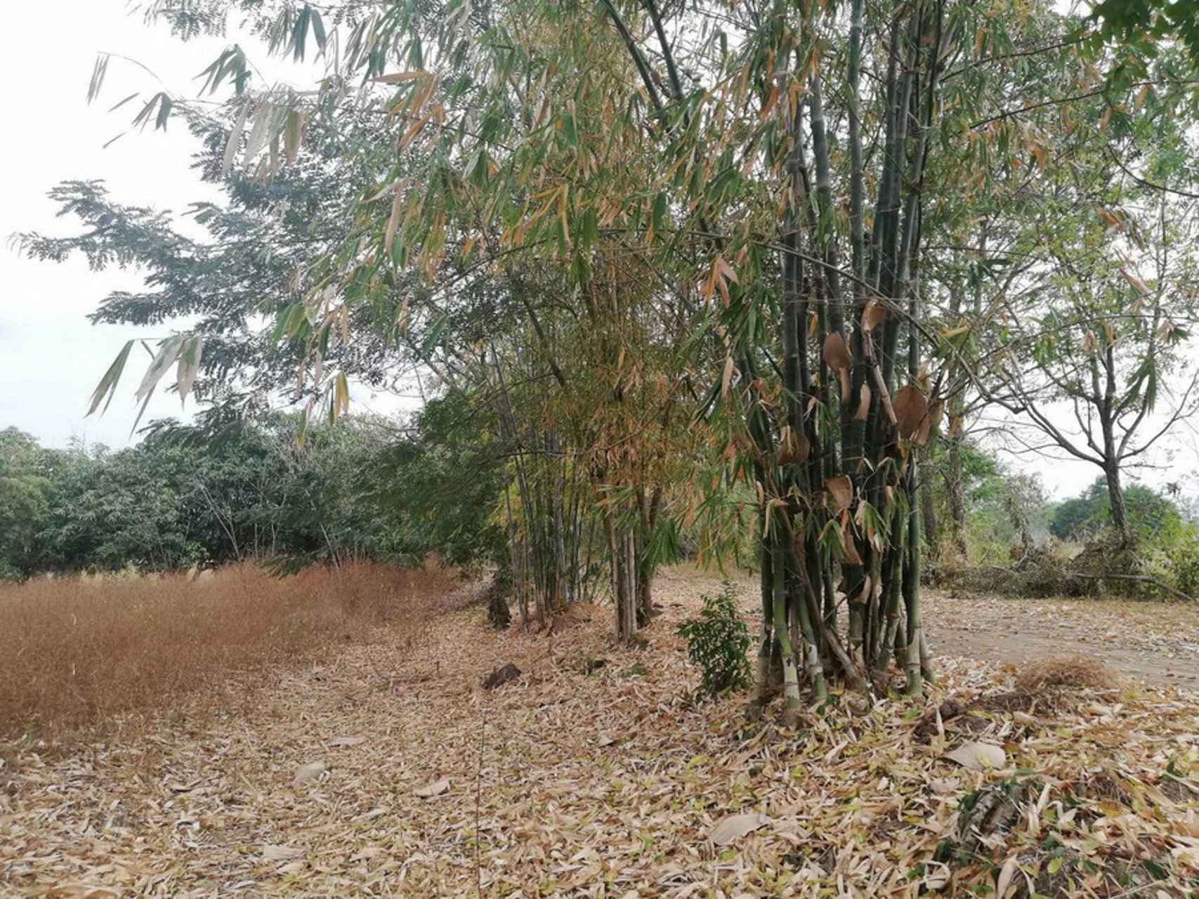 ขายที่ดินเปล่า-2-ไร่-ตบ้านกล้วย-อชนแดน-จเพชรบูรณ์