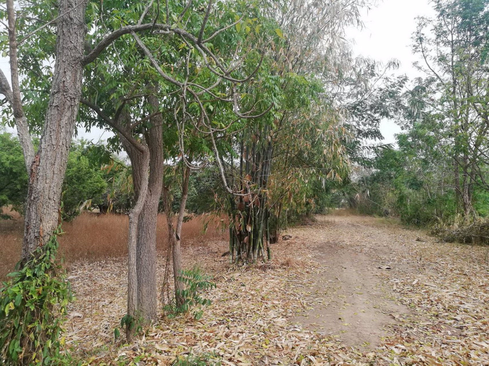 ขายที่ดินเปล่า-2-ไร่-ตบ้านกล้วย-อชนแดน-จเพชรบูรณ์