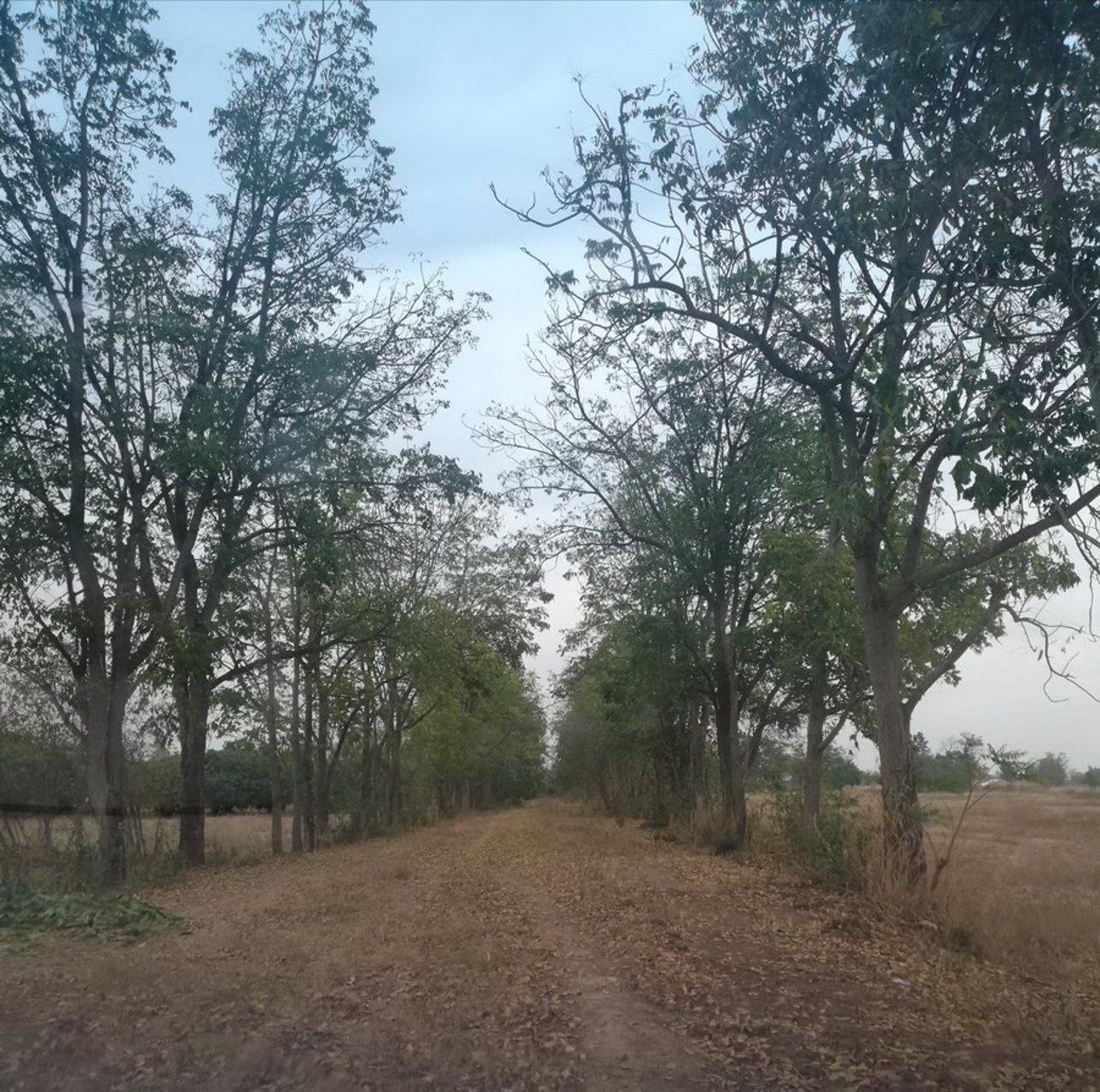 ขายที่ดินเปล่า-2-ไร่-ตบ้านกล้วย-อชนแดน-จเพชรบูรณ์