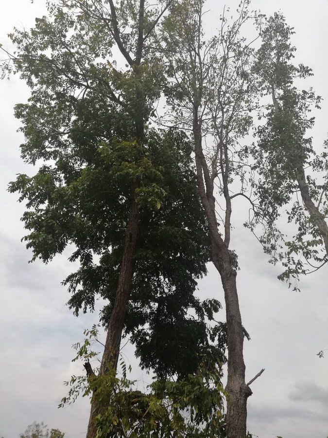 ขายที่ดินเปล่า-2-ไร่-ตบ้านกล้วย-อชนแดน-จเพชรบูรณ์