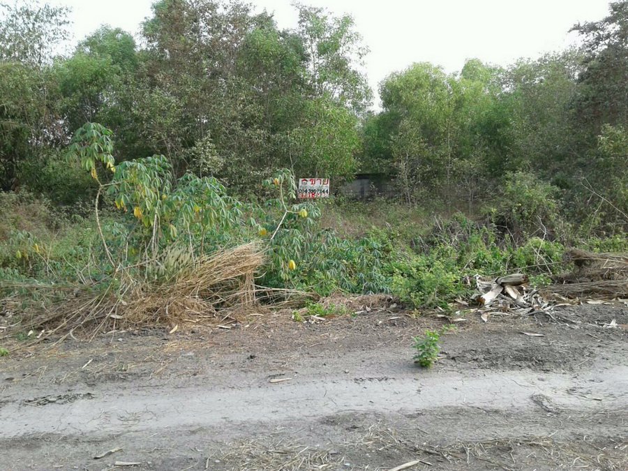 ที่ดินเปล่า-300-ตรว-ถฤชุพันธ์4-ไทรใหญ่-เข้าซอยอีกเพียง-324-ม-อยู่ซ้ายมือ