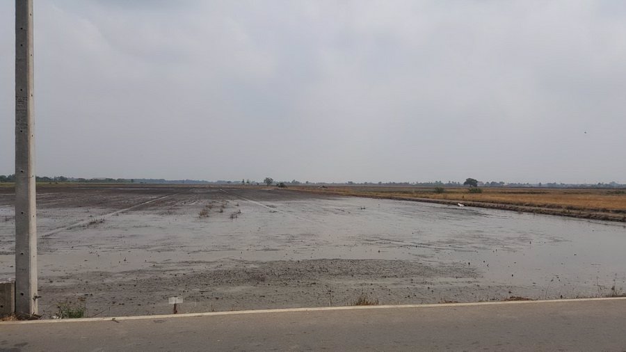 ขายที่ดินเปล่า-95-3-31-ไร่-ถศาลาแดง ที่ดินอยู่ในซอยวัดสว่างอารมณ์