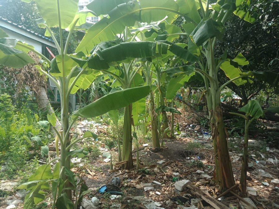 ขายที่ดินเปล่า-100-ตรว-ถลาดพร้าว101แยก29