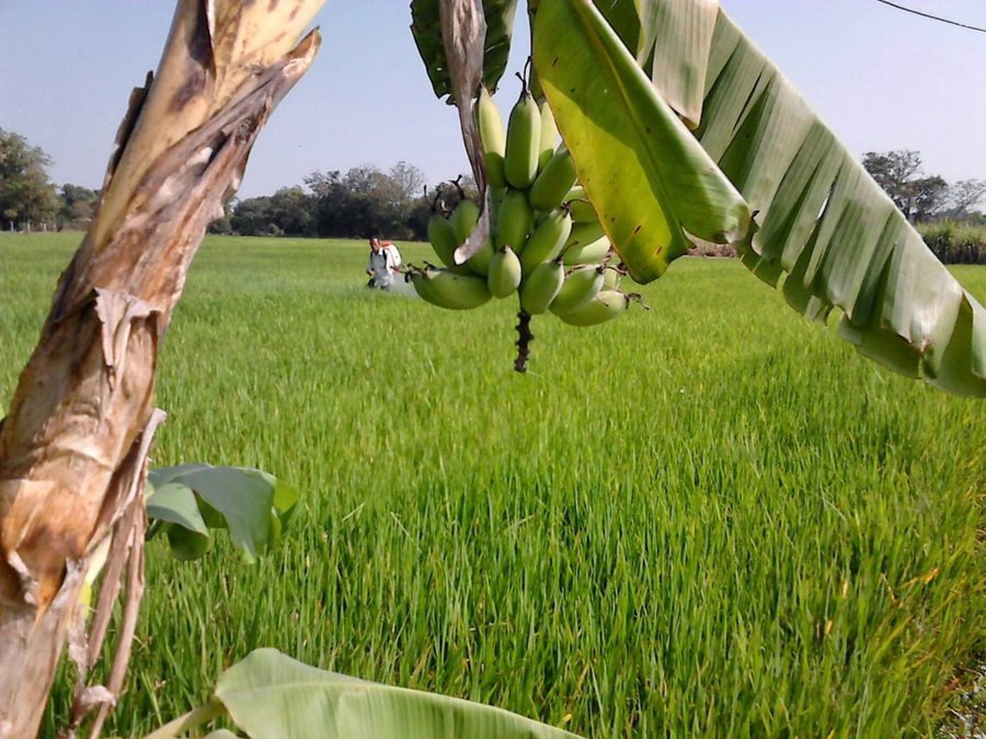 ขายที่ดินเปล่า-2-3-8-ไร่-เดินบาง-สุพรรณบุรี